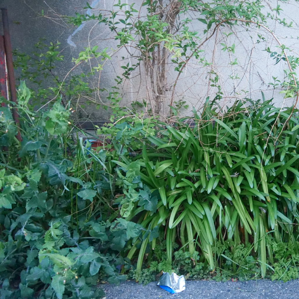 空き家の雑草はジャングル化一直線